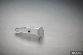 в России есть клещи вирус из Китая Щелканов клещи SFTS