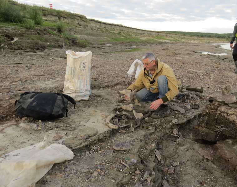 Ученые Екатеринбурга обнаружили кладбище мамонтов