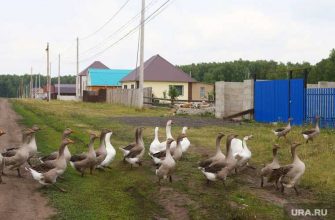 птичий грипп Курганская область