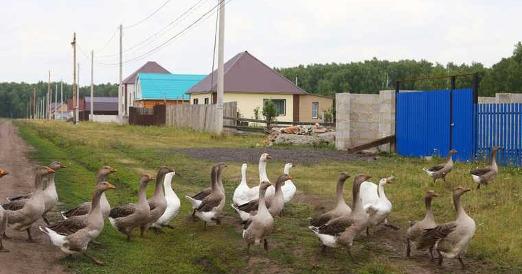 птичий грипп Курганская область