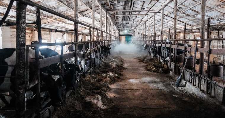 Сельское хозяйство Курганская область