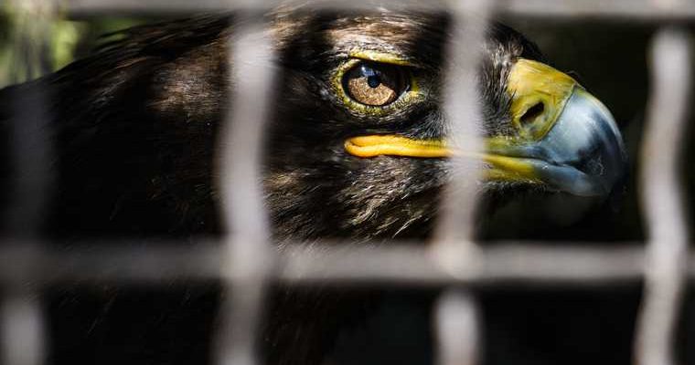 коронавирус глобальная пандемия запрет торговля дикие животные