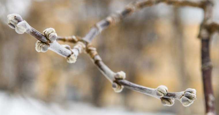 наступление весны погодныеп аномалии