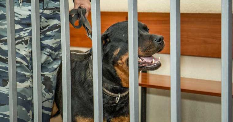 экс-прокурор Мурай