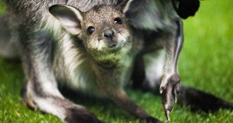 кенгуру потерялся Подмосковье Россия Роман Жуков певец сбежал почему