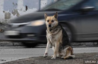 бездомные собаки Шатрово
