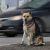 Стаи бездомных собак держат в страхе жителей курганского района