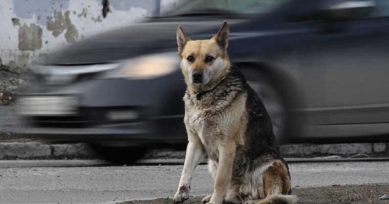 бездомные собаки Шатрово