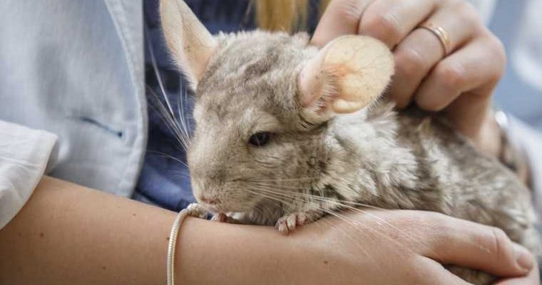 В подпольном террариуме Екатеринбурга сгорели сотни животных