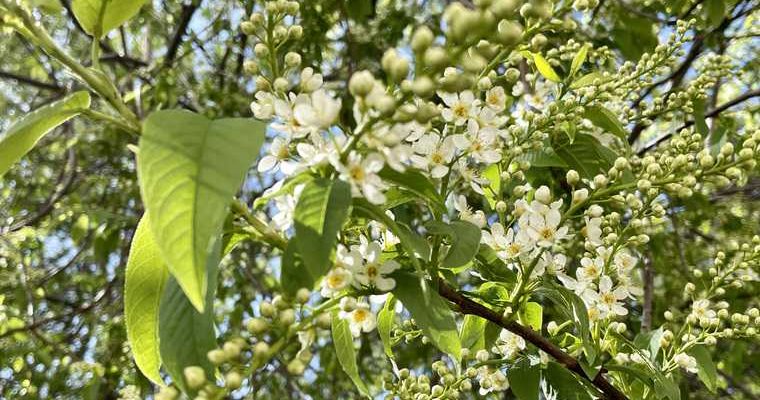 челябинская область заморозки