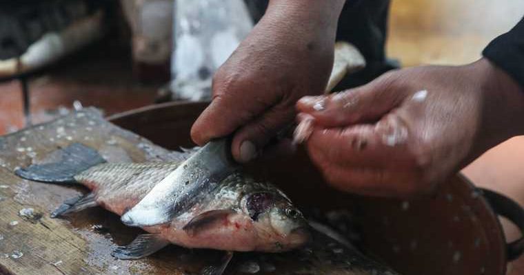 вспышка гаффской болезни в Тюменской области