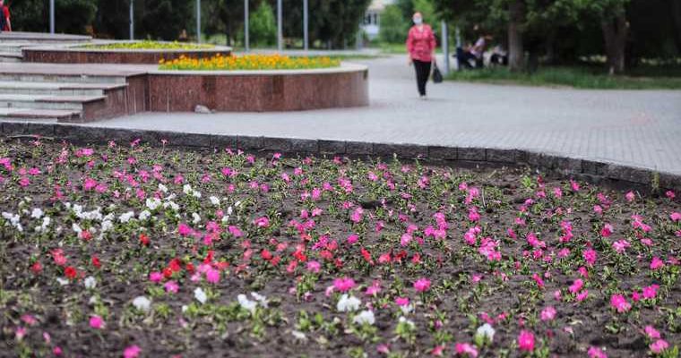 саженцы деревьев