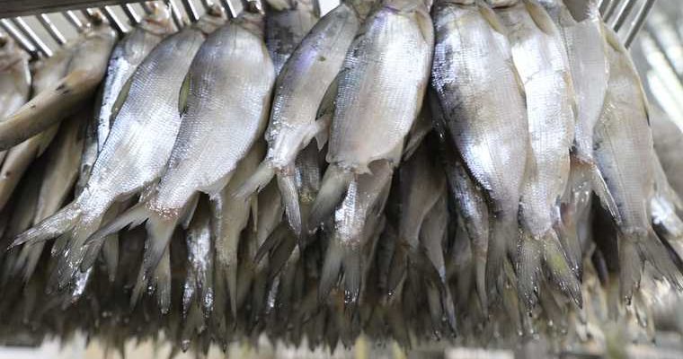 испорченная рыба Курганская область