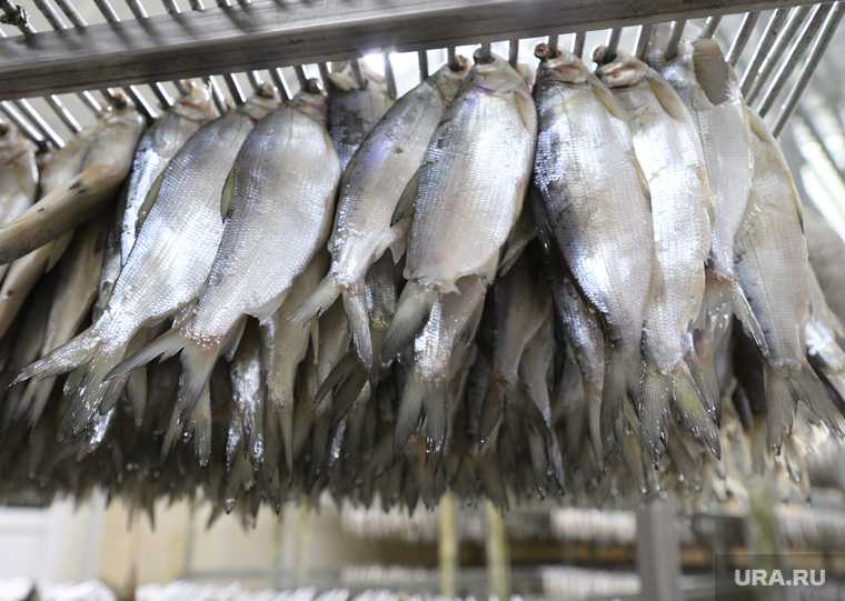 испорченная рыба Курганская область