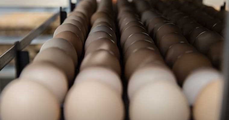 Среднеуральская птицефабрика