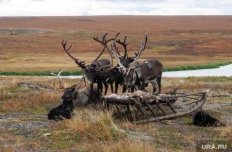 Алексей Чекунков