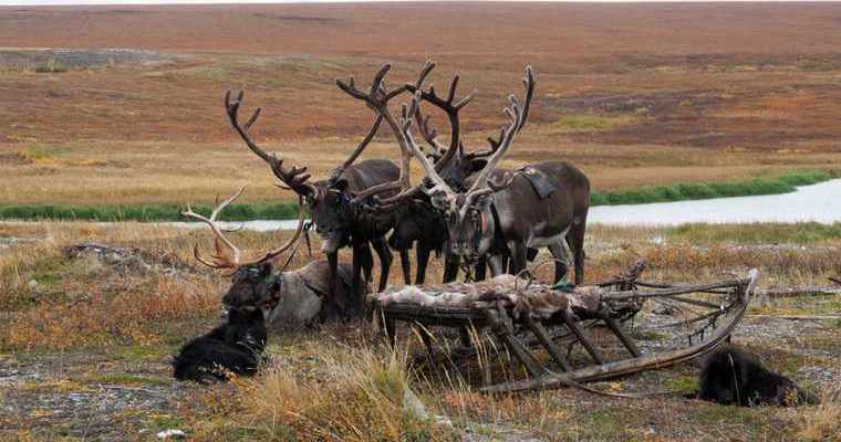 Алексей Чекунков