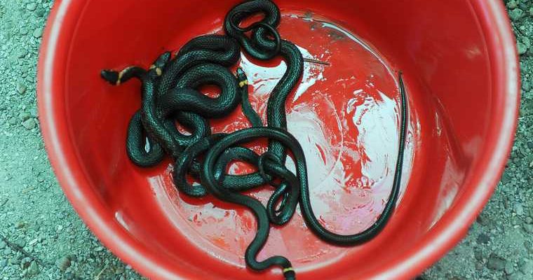 змеи Курган