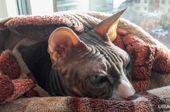 Челябинская область