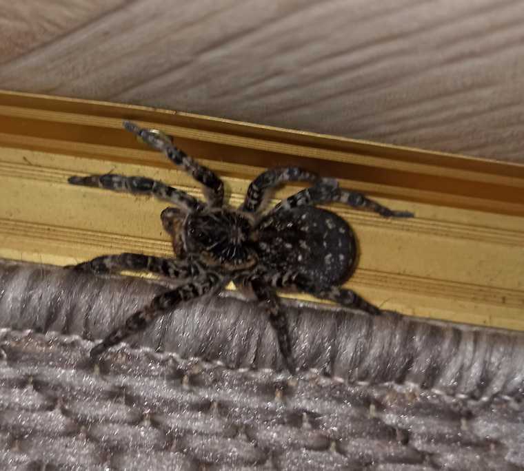 Дома жителей Курганской области атакуют ядовитые пауки